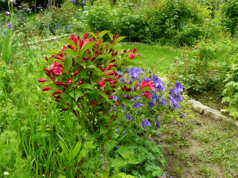 Weigelia Bristol Ruby - 2017 Mai_Idilic Garden