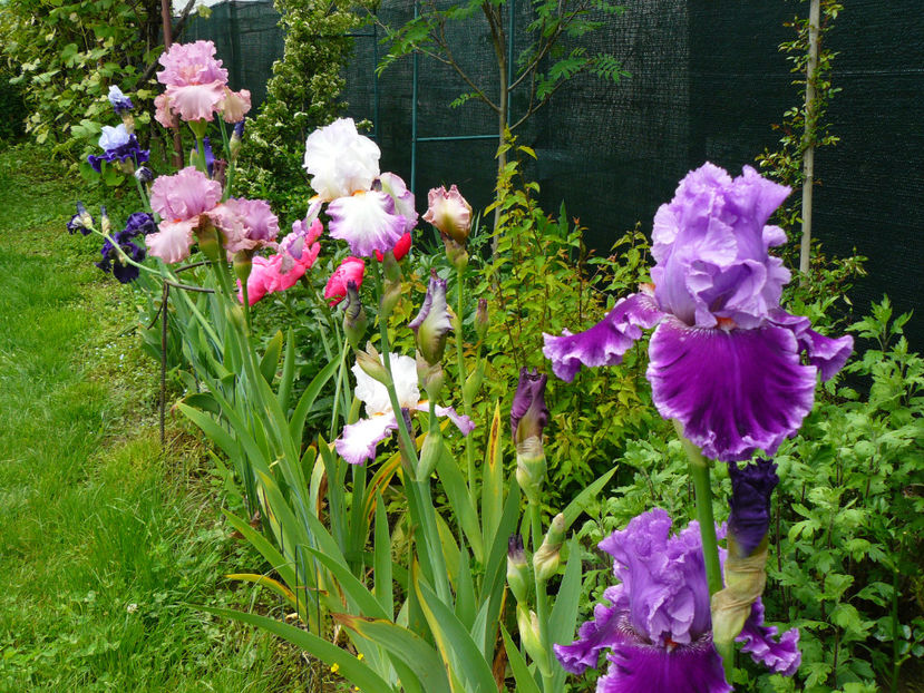 Louisa's song - 2017 Mai_Idilic Garden