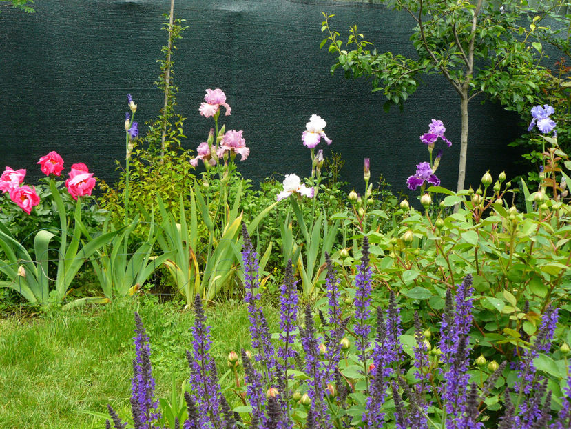 Salvia Maynacht - 2017 Mai_Idilic Garden