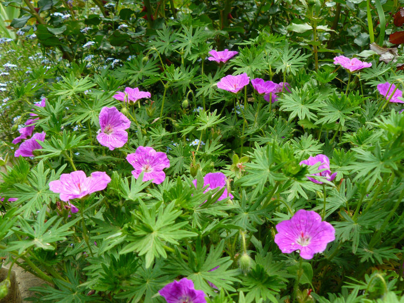 Geranium Vision Pink - 2017 Mai_Idilic Garden