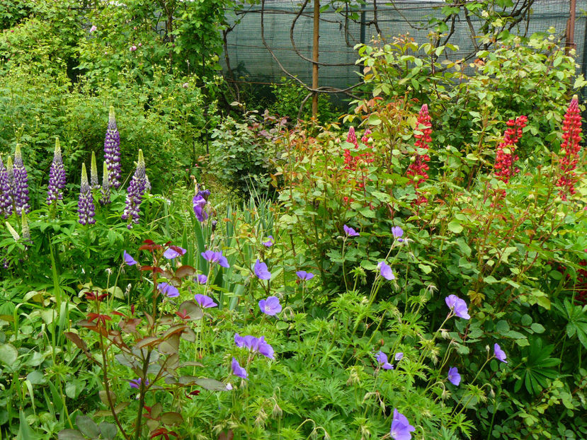 Eureka Blue si Lupini - 2017 Mai_Idilic Garden
