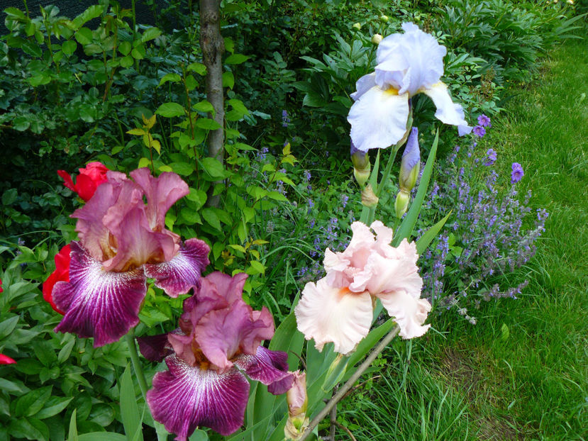 Vibration , Presence - 2017 Mai_Idilic Garden