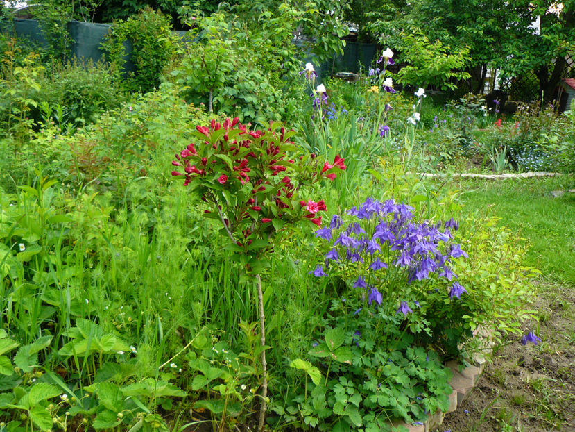 Weigelia Bristol Ruby - 2017 Mai_Idilic Garden