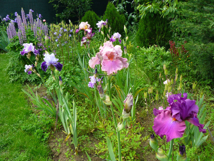 Okapy Papy , Weekend Update - 2017 Mai_Idilic Garden