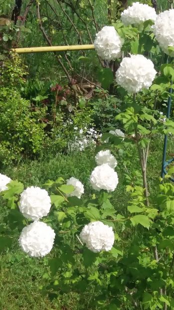  - De prin gradina 2017