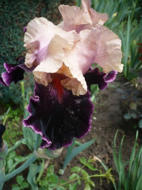 P1320027 - GRADINA 2017-1