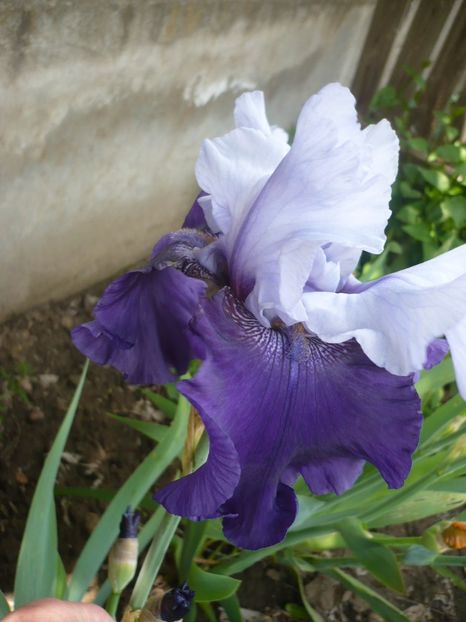 P1320032 - GRADINA 2017-1