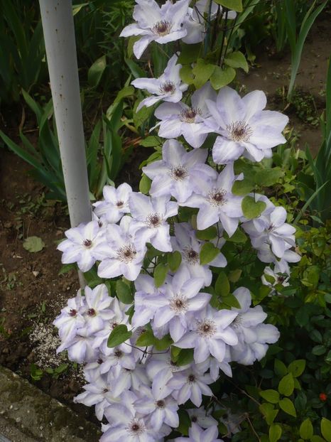 P1320047 - GRADINA 2017-1
