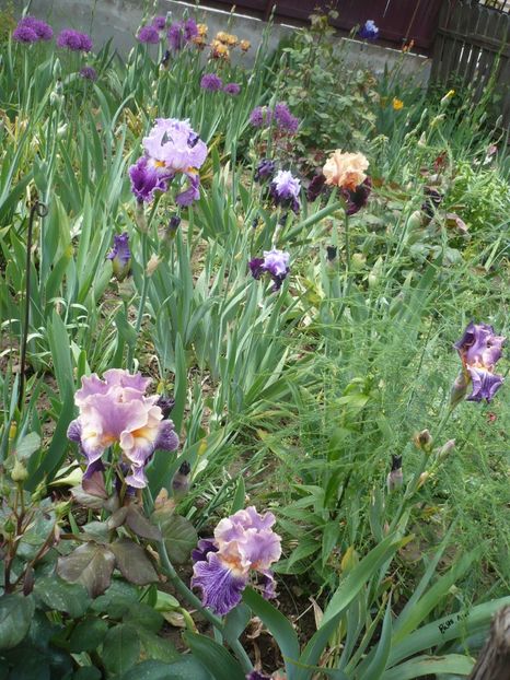 P1320050 - GRADINA 2017-1