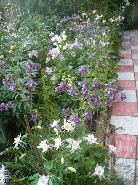 P1320051 - GRADINA 2017-1