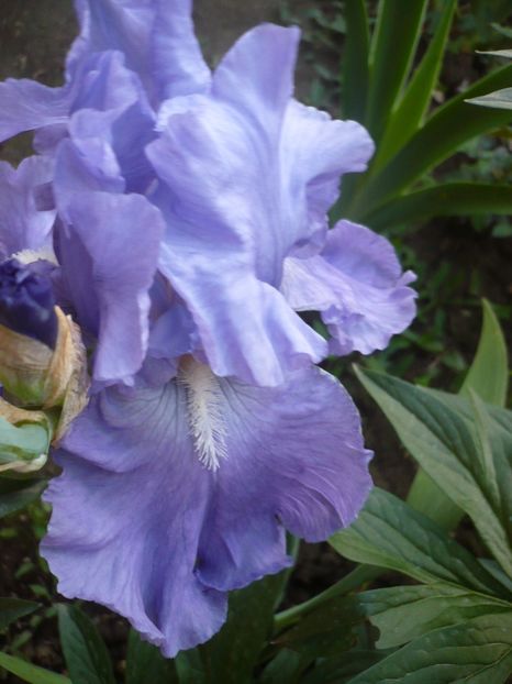 P1320059 - GRADINA 2017-1