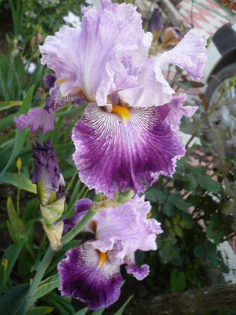 P1320089 - GRADINA 2017-1