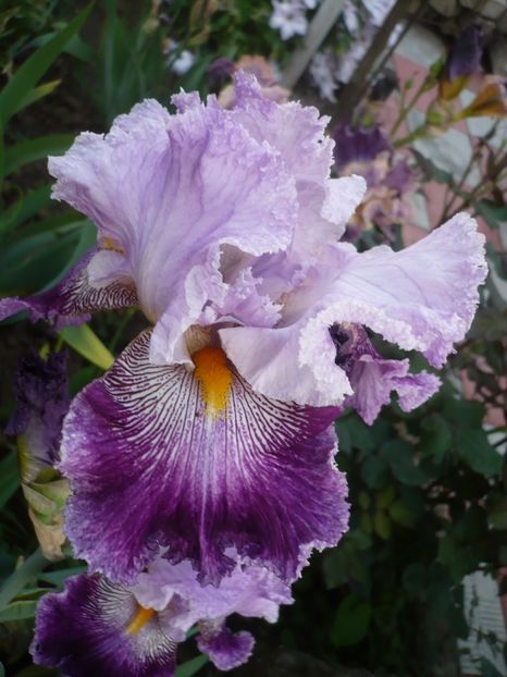 Arabella - GRADINA 2017-1