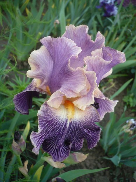 Elizabethan age - GRADINA 2017-1