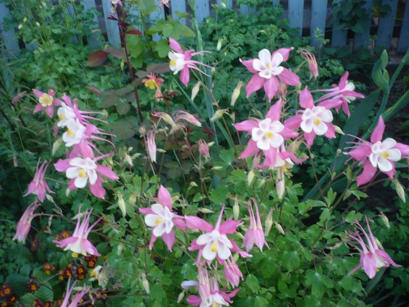 P1320103 - GRADINA 2017-1