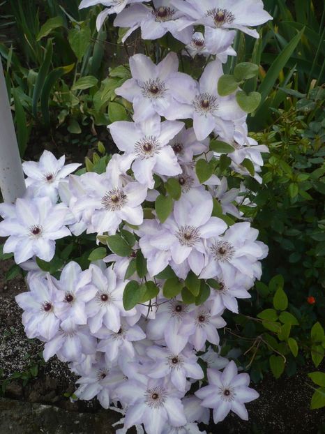 P1320105 - GRADINA 2017-1
