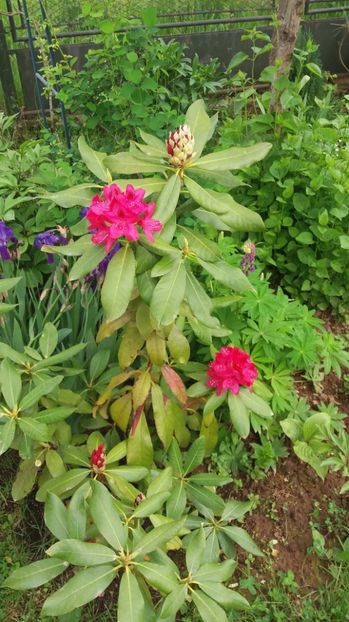  - De prin gradina 2017