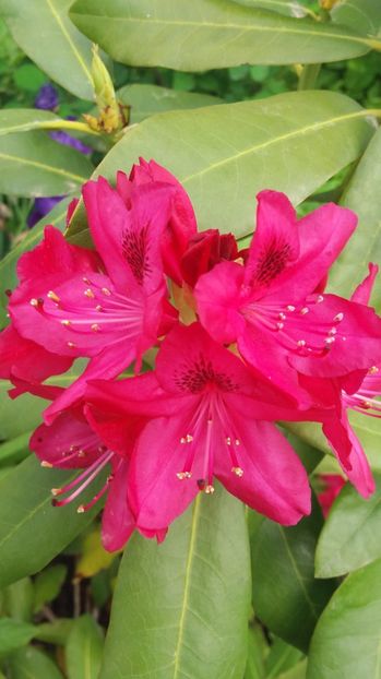  - De prin gradina 2017