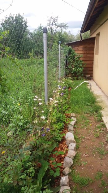  - De prin gradina 2017