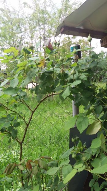  - De prin gradina 2017