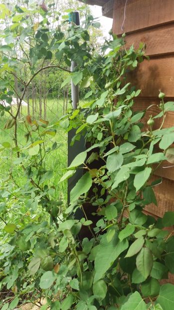  - De prin gradina 2017