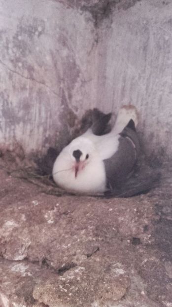 IMG-20170515-WA0012 - Pui de 2017