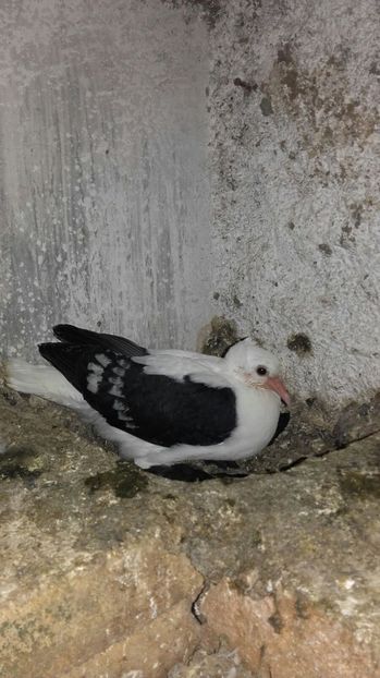 IMG-20170426-WA0024 - Pui de 2017