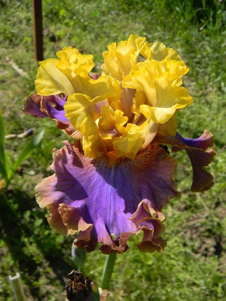 Garden pleasure - Irisi 2017