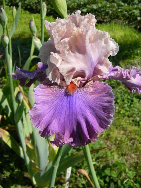 Fashion alert - xx Colectie irisi