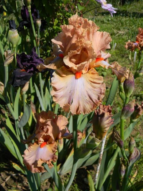 I must have it - xx Colectie irisi