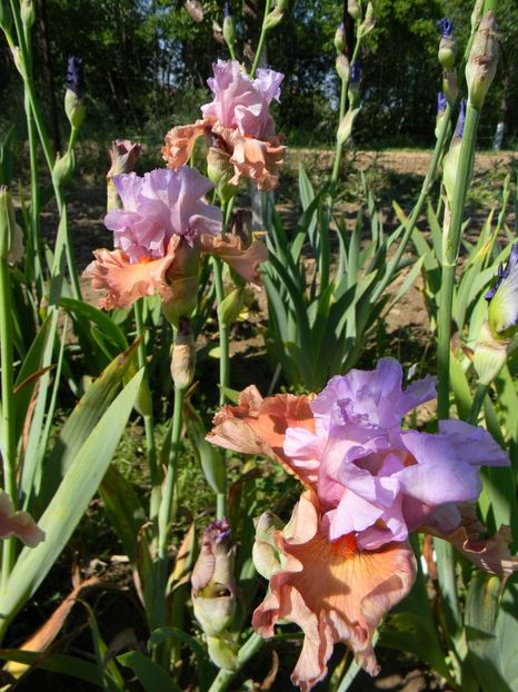 Adoree - xx Colectie irisi