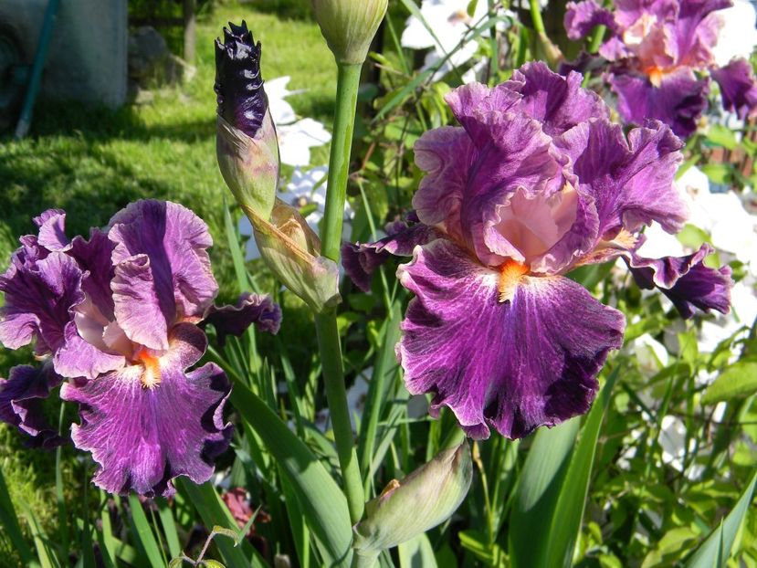 Fancy woman - xx Colectie irisi