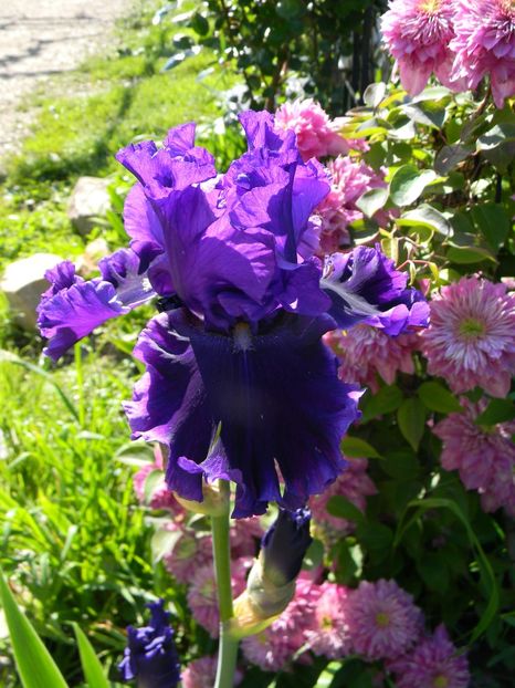 Serena Louisa - Irisi 2017