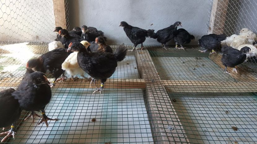 Marans - negru aramiu - Marans