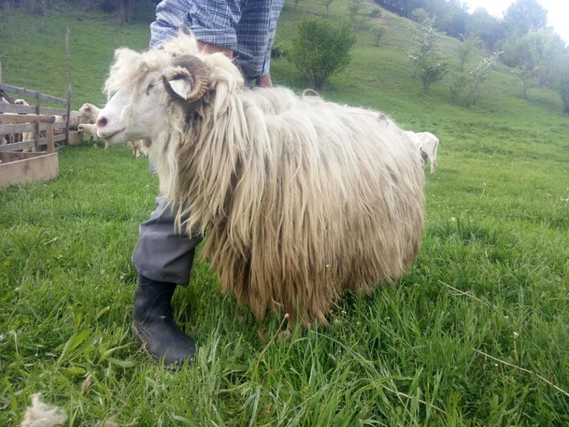  - Turcana alba