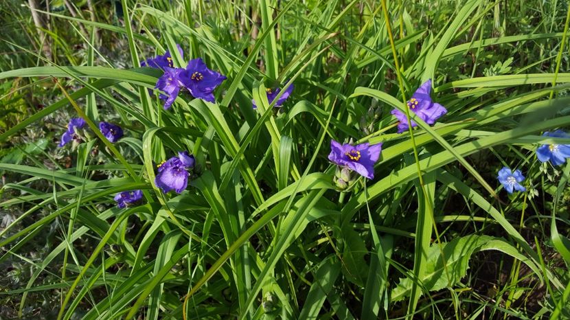 Tradescantia - Flori din gradina - 2017