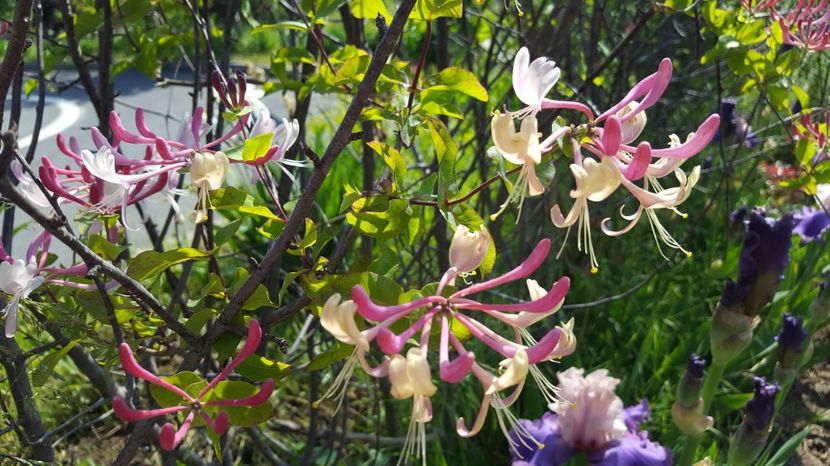 20170515_095425(0) - Flori din gradina - 2017
