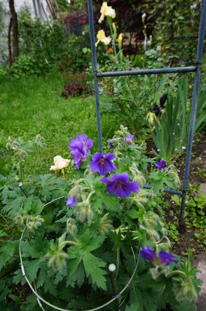  - Geranium si alte perene