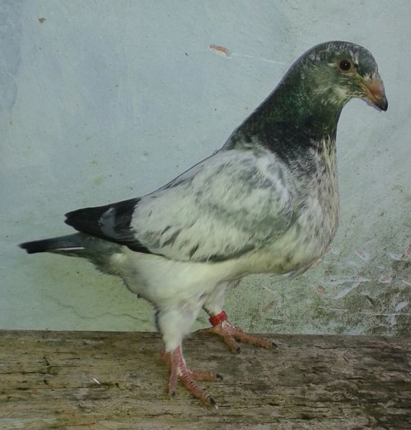 20170515_203723-1 - PUI 2017