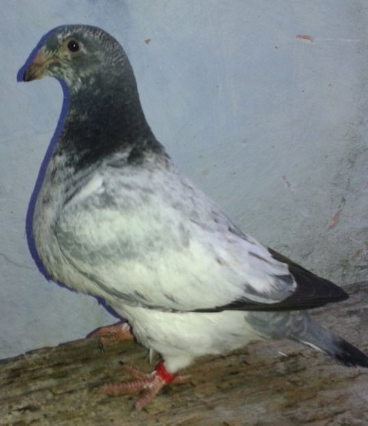 20170515_203820-1 - PUI 2017