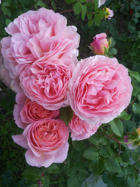  - Abraham Darby