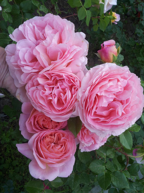  - Abraham Darby