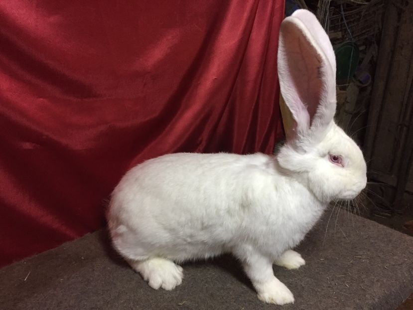 5.6KG - RO 417-12616