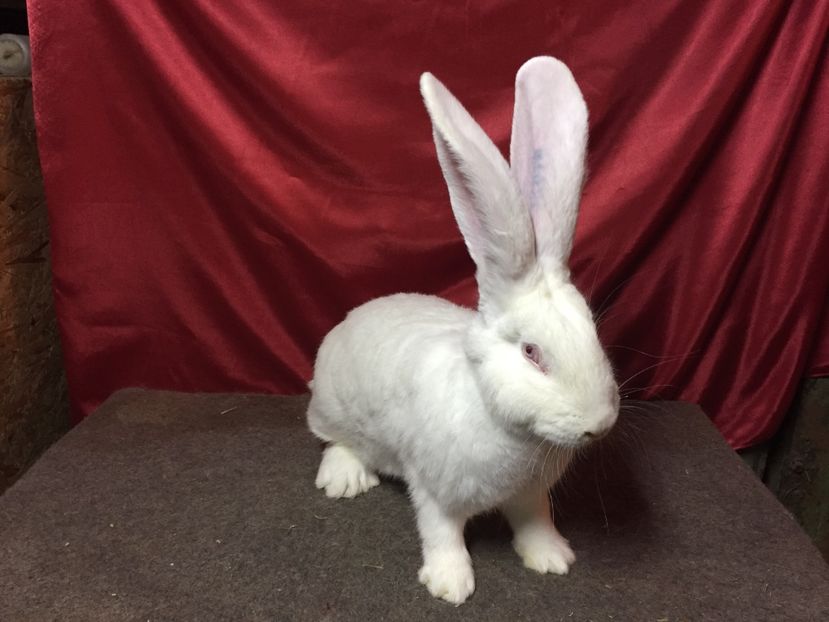 5 LUNI - RO 417-12616