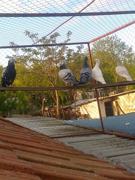 Fotografie2918 - F ___ VOIAJORI GERMANI