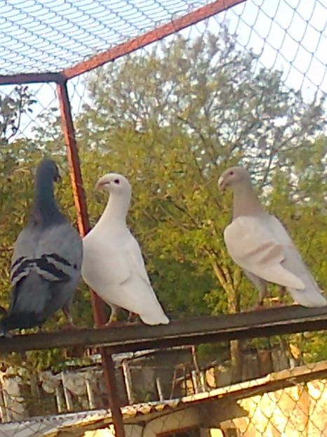 fotografie2918_001 - F ___ VOIAJORI GERMANI