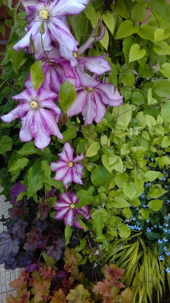  - 2017 clematite