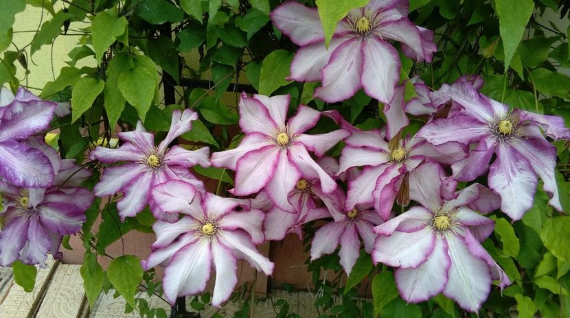  - 2017 clematite