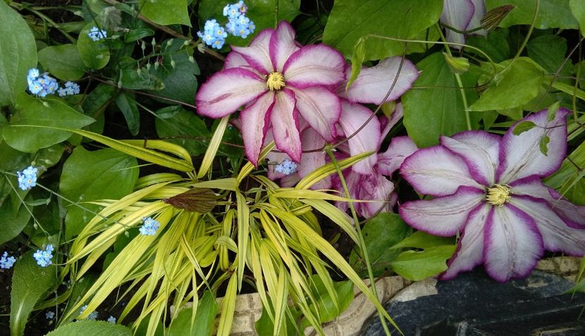  - 2017 clematite