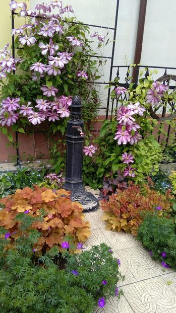  - 2017 clematite